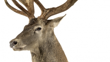 La chasse, un plat à risques! 