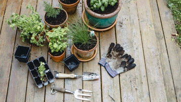 Les joies  du potager sur le balcon