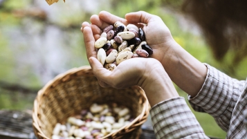 C’est la fin des haricots!