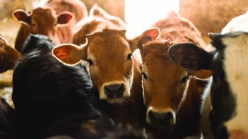 Résistances aux antibiotiques: les élevages de bétail en cause