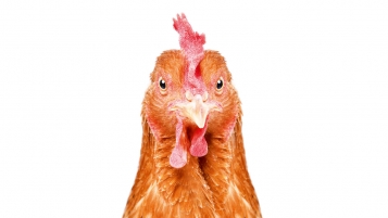 Poulets bio nourris au soja chinois
