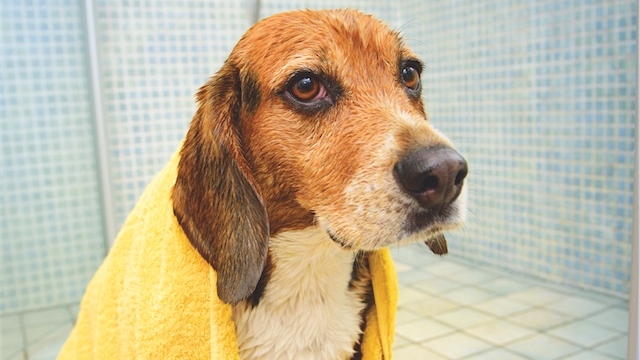 15 serviettes de bain: budget minimal à la sortie de la douche
