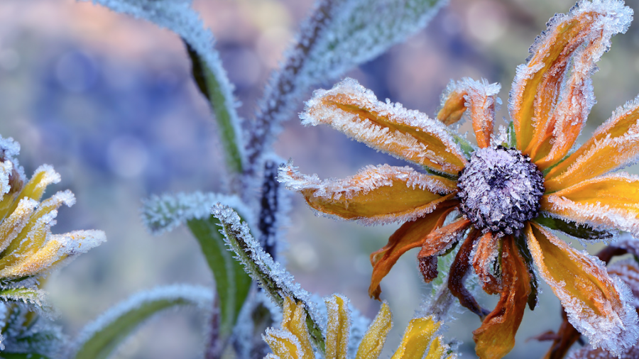 Gel au jardin: laisser faire la nature