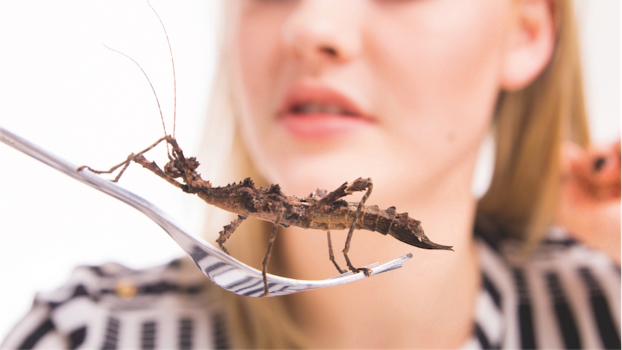 Allergies alimentaires aux insectes