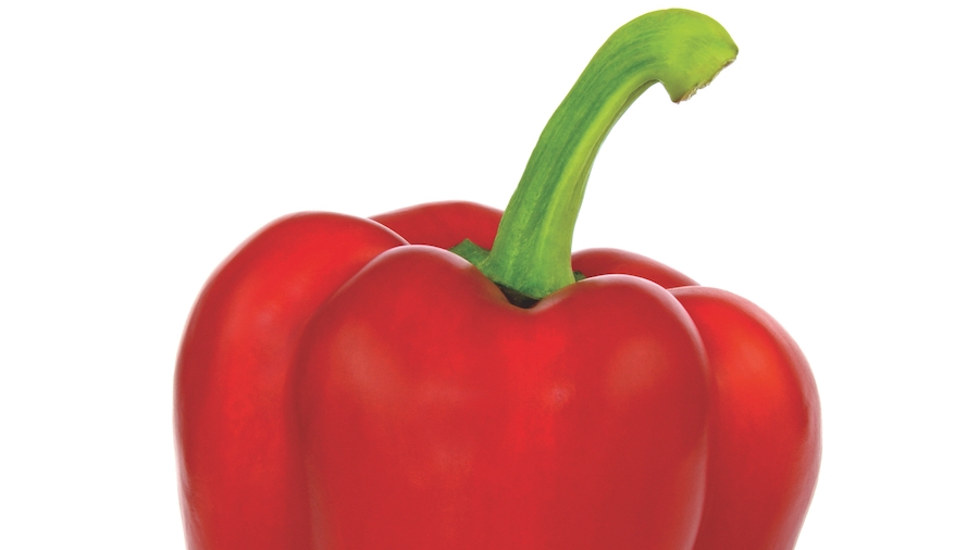 La saison des poivrons et des fraises