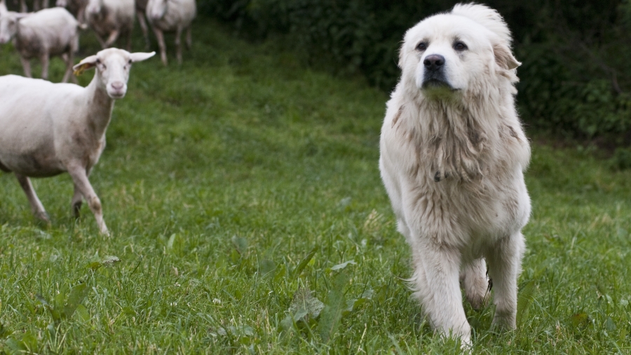 Chiens de troupeaux: plus de peur que de mal