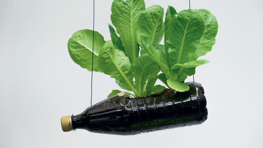 Quand le basilic prend de la hauteur