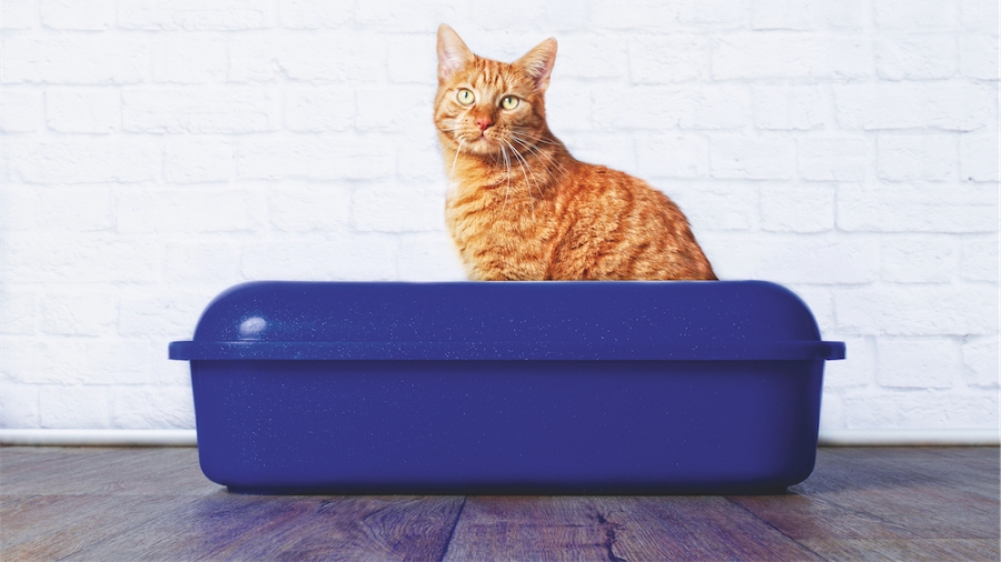 Guide d'achat: litières pour chats