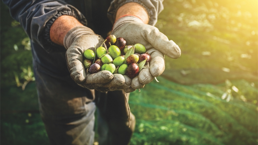 Olives vertes ou noires?