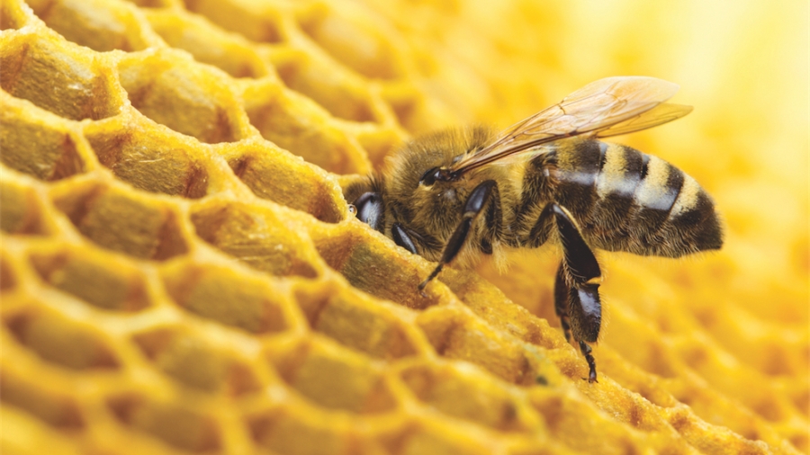 Enfin une victoire pour les abeilles