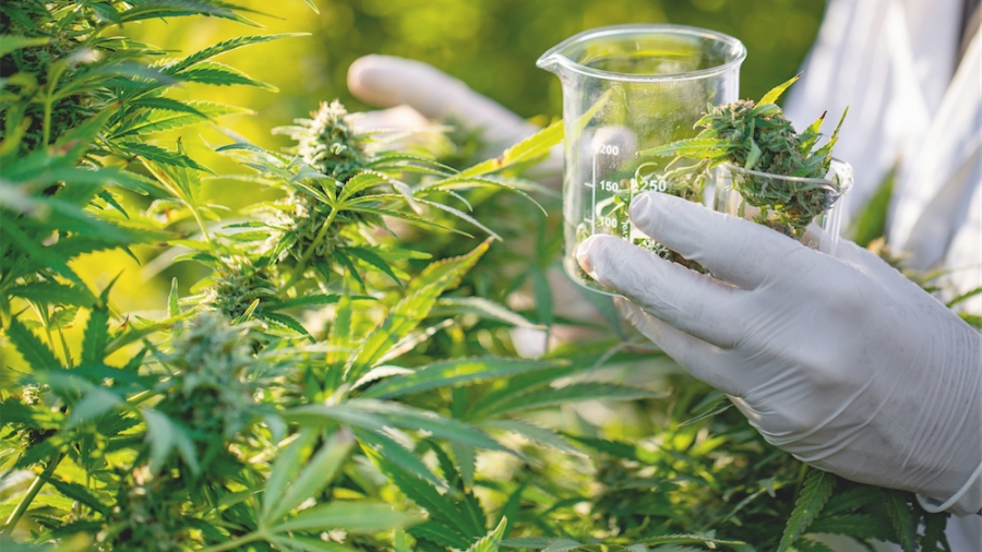 La pharma se lance dans le cannabis