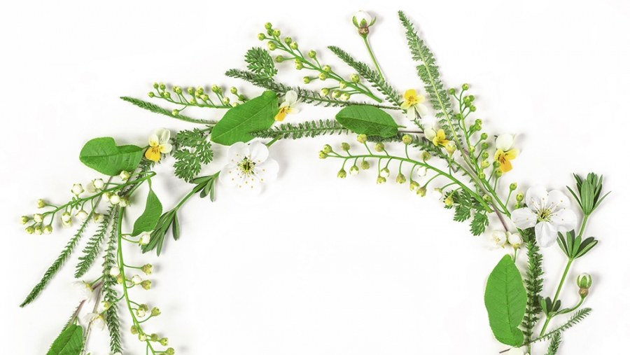 Tout sur les plantes sauvages