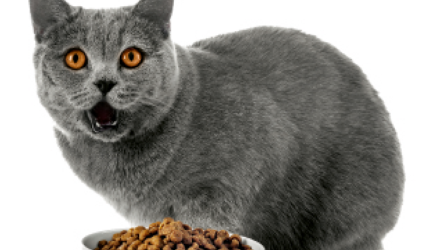 15 croquettes pour chats: pesticides au menu des minous