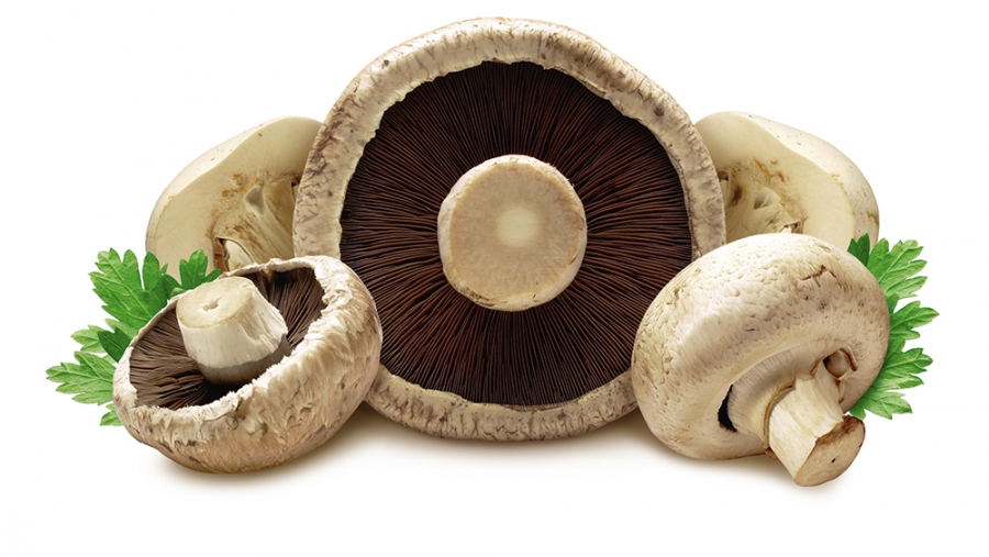 Le champignon de Paris, sous-estimé 