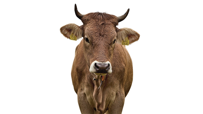 Viande bio: les marges indécentes de Coop et de Migros