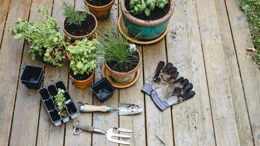 Les joies du potager sur le balcon
