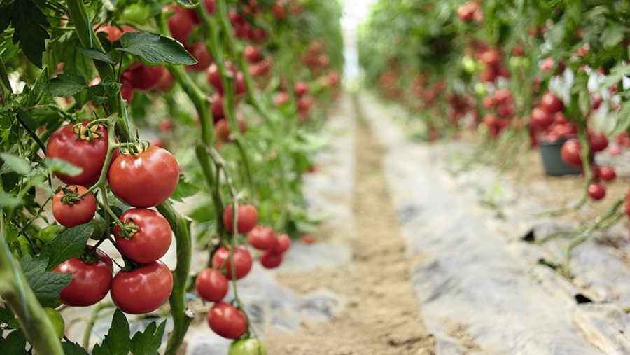 20 tomates: pesticides et antioxydants à dose homéopathique