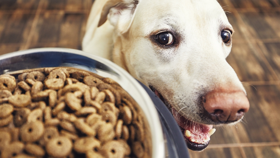 15 croquettes pour chiens: du glyphosate dans la gamelle de médor