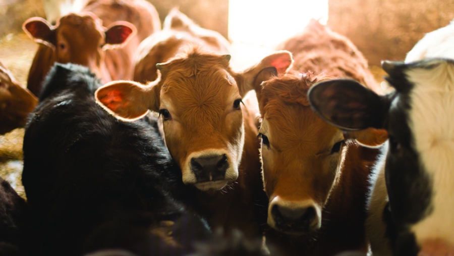 Résistances aux antibiotiques: les élevages de bétail en cause