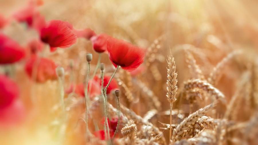 Coquelicots clandestins