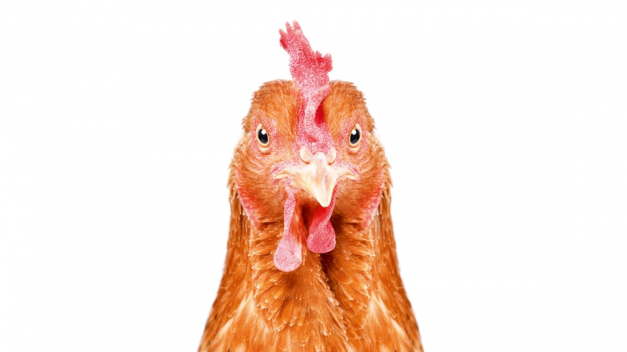 Poulets bio nourris au soja chinois