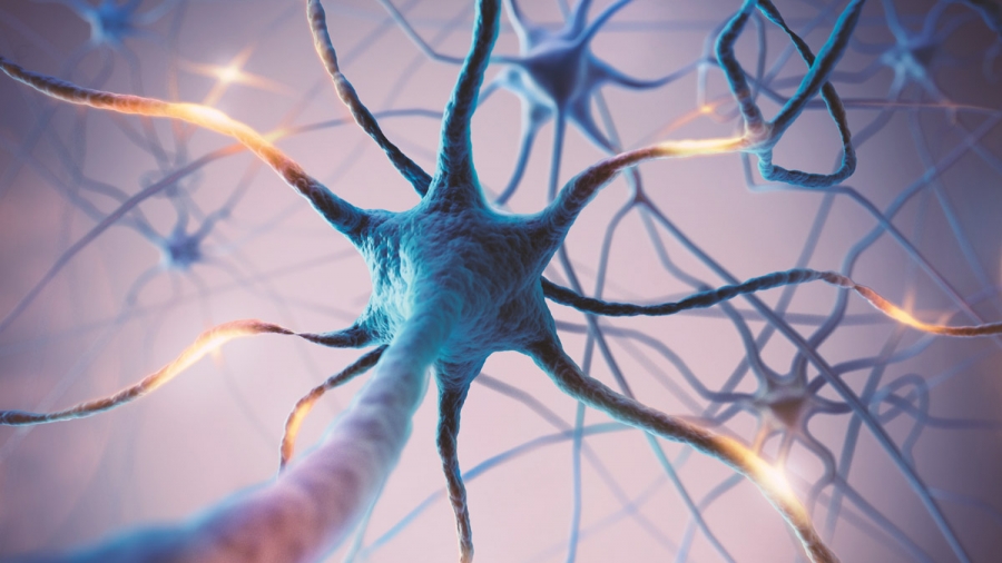 Des neurones performants malgré l’âge