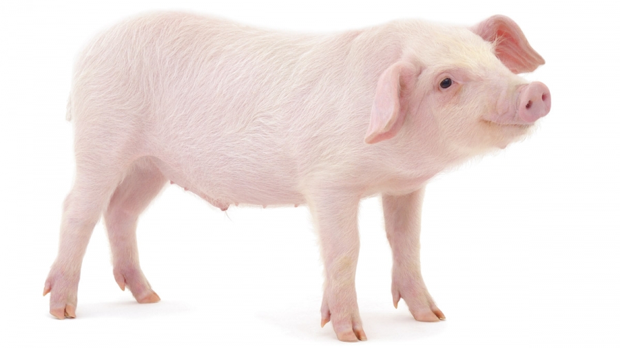 Un meilleur contrôle de certains abattoirs