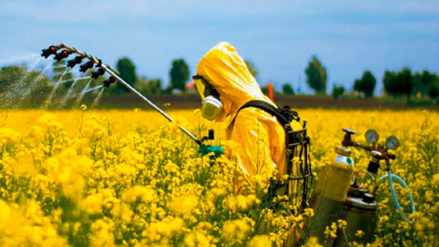 Quand les abeilles mortes craquent sous les pieds de l’apicultrice